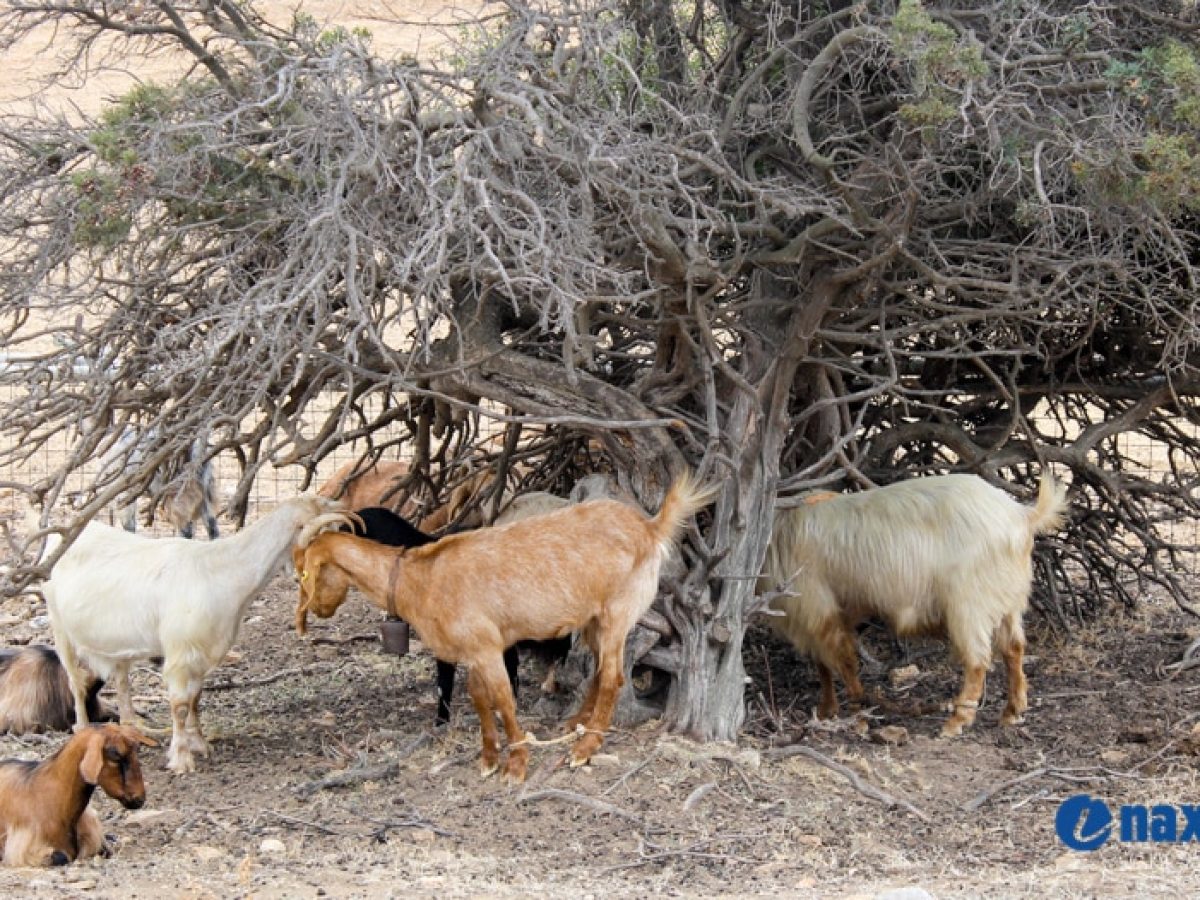 Νάξος: Επείγουσα προειδοποίηση για τα ζώα λόγω κακοκαιρίας – Έρχονται έλεγχοι