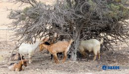naxos-epigousa-proidopiisi-gia-ta