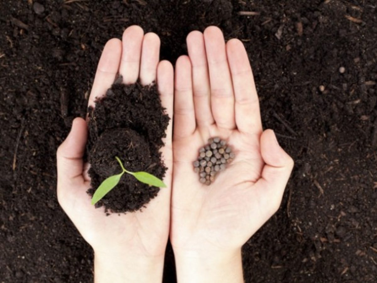 Νάξος: Γιορτή Παραδοσιακών Σπόρων στην Κωμιακή με δράσεις και συζήτηση για το νερό