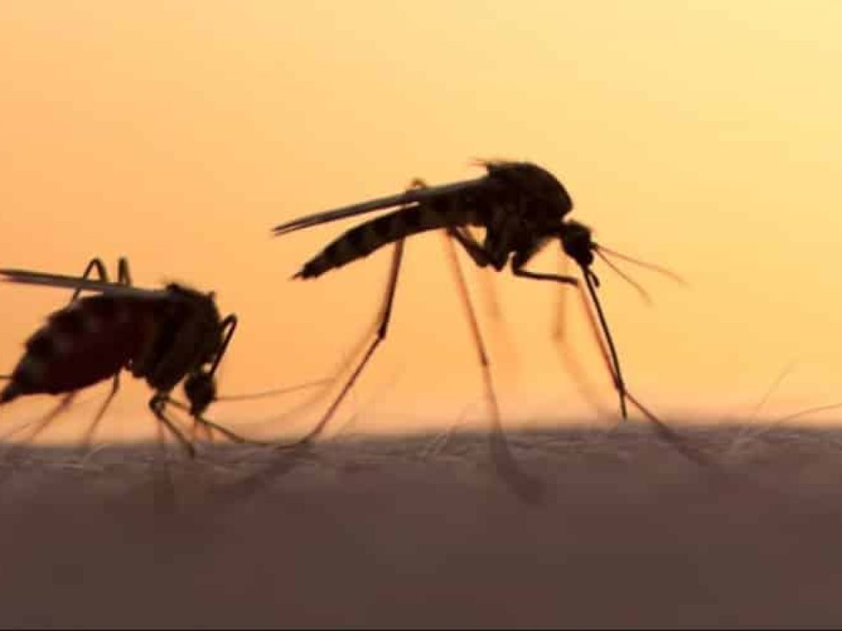 Νάξος: Μέτρα για τα κουνούπια – Τι πρέπει να κάνουν πολίτες και ιδιοκτήτες πισίνων