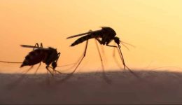 naxos-metra-gia-ta-kounoupia