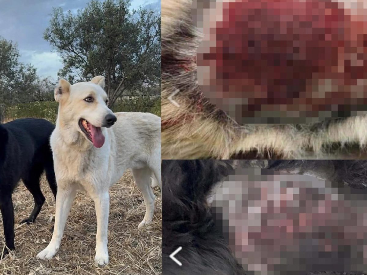 Νάξος: «Πυρά» της Φιλοζωικής κατά του Δήμου για τα πυροβολημένα σκυλιά – «Μετατοπίζεται η συζήτηση από το έγκλημα»