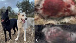 naxos-pira-tis-filozoikis-kata