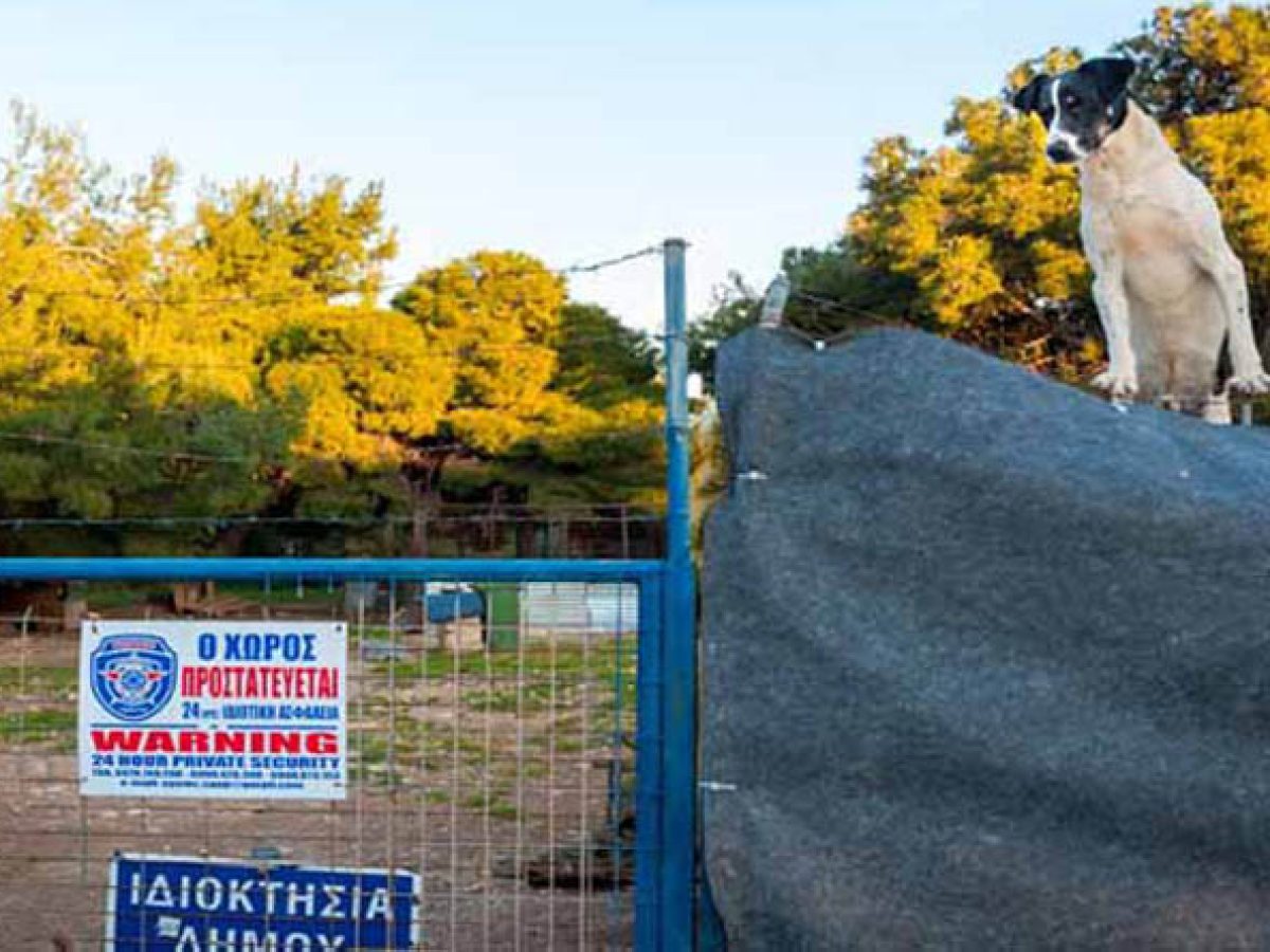 Νέες καταγγελίες για κενά στη διαχείριση αδέσποτων ζώων στον Δήμο Ραφήνας Πικερμίου