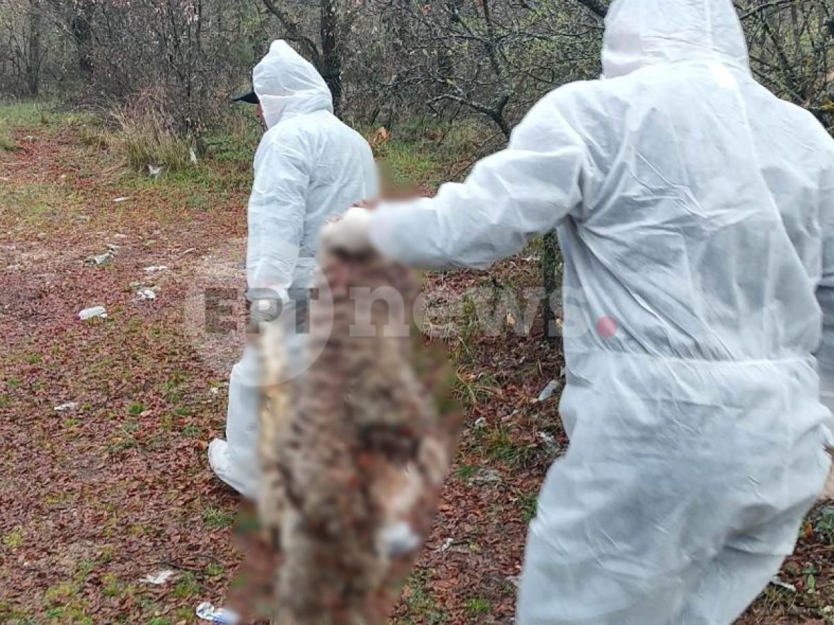 Νεκρά πρόβατα εντοπίστηκαν σε πλαγιά στην Πτελέα Κοζάνης – Συναγερμός στις Αρχές