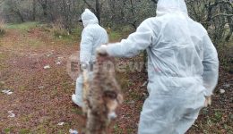 nekra-provata-entopistikan-se-plagia