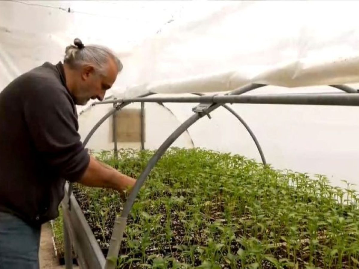 Νεκρά πρόβατα εντοπίστηκαν στην Κοζάνη