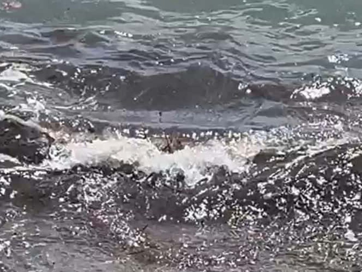 Νεκρό κατσίκι ξεβράστηκε στην παραλία Βλυχαδιών μετά τη σφοδρή καταιγίδα (video)