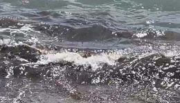 nekro-katsiki-xevrastike-stin-paralia