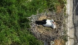 neochori-mesolongiou-i-proti-lefki