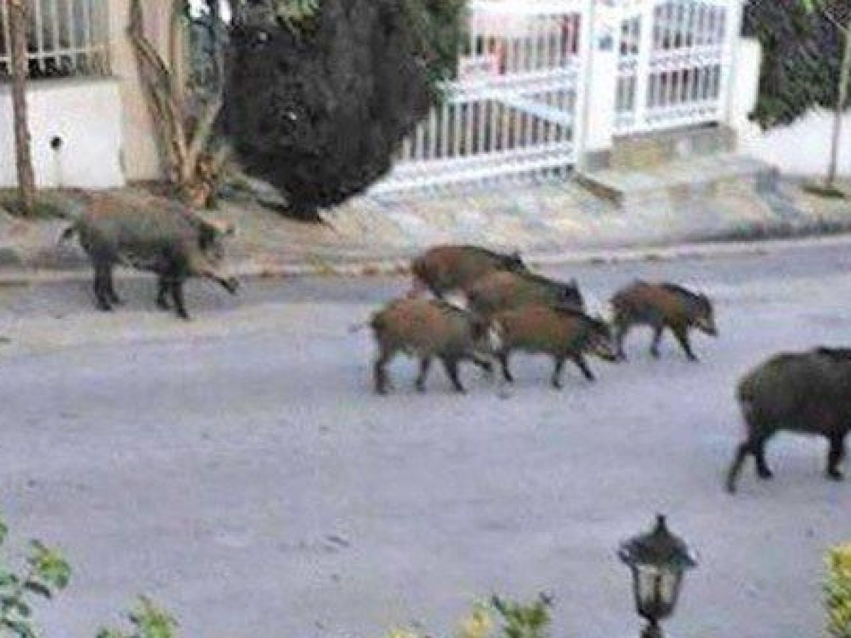 Νέος Βουτζάς: 31 Αγριογούρουνα έκαναν βόλτα…οικογενειακώς την Κυριακή του Πάσχα