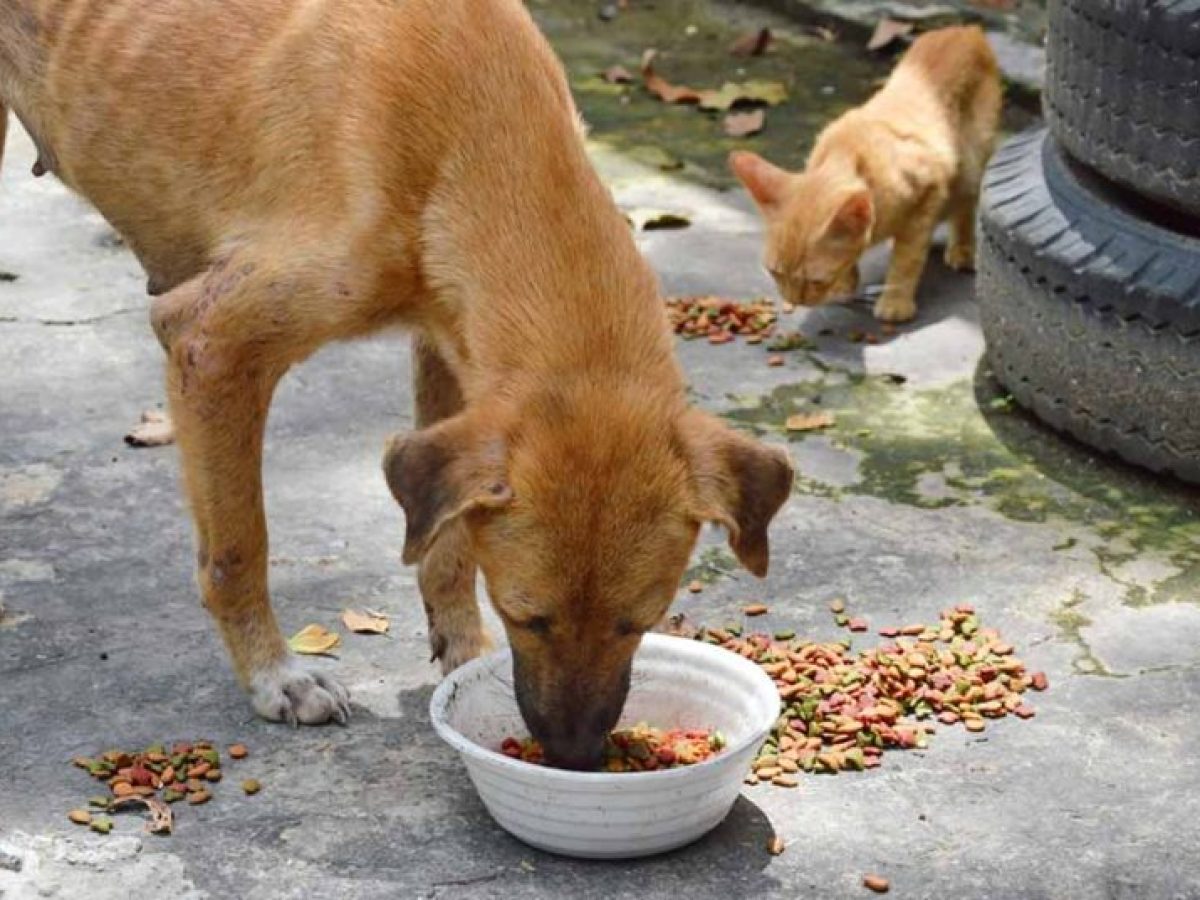 Ο Δήμος Ξυλοκάστρου – Ευρωστίνης εκφράζει δημόσια τις θερμές του ευχαριστίες προς το Σύλλογο Αγάπης για τα ζώα “Βλάσσης”
