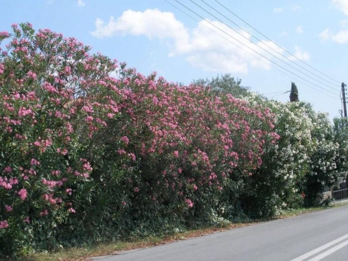 Ο ΕΟΔΥ “διώχνει” τις πικροδάφνες από τα σχολεία – Χωρίς τεκμηρίωση η οδηγία, λέει καθηγητής του ΕΛΜΕΠΑ