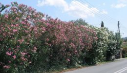 o-eodi-diochni-tis-pikrodafnes