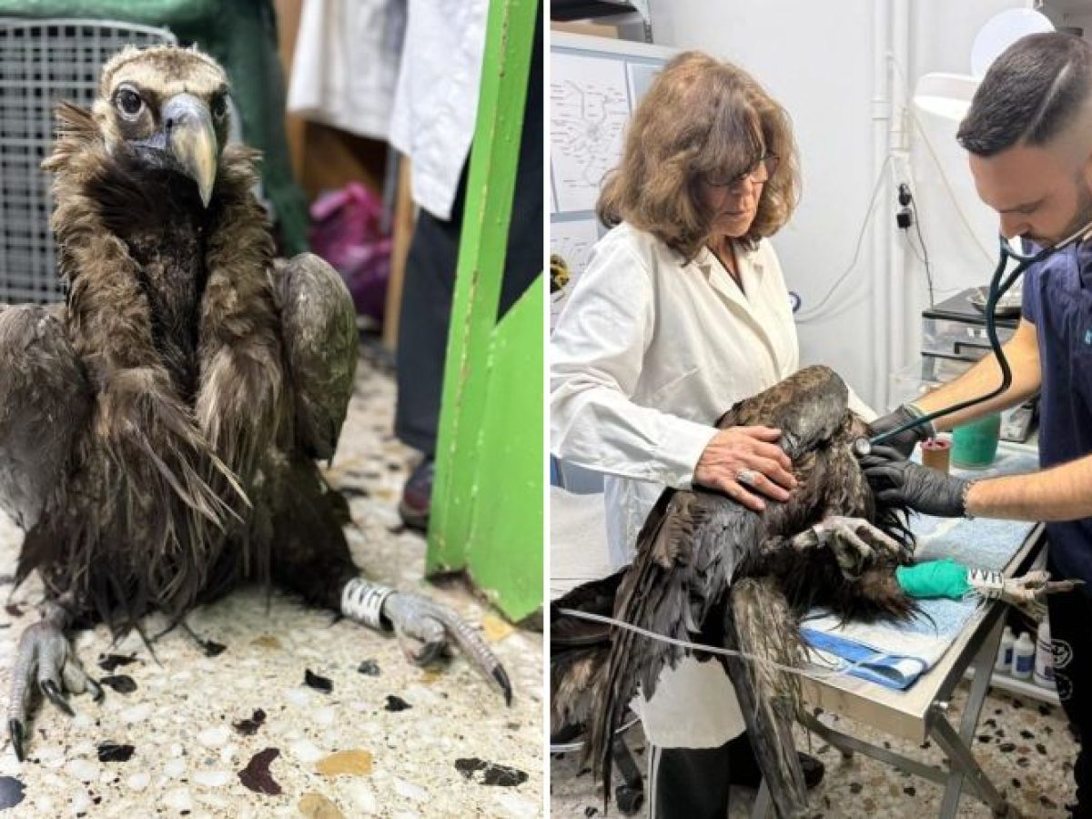 Ο μαυρόγυπας «Ιωάννα» επέστρεψε στη Δαδιά και ανανέωσε την ελπίδα