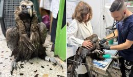 o-mavrogipas-ioanna-epestrepse-sti