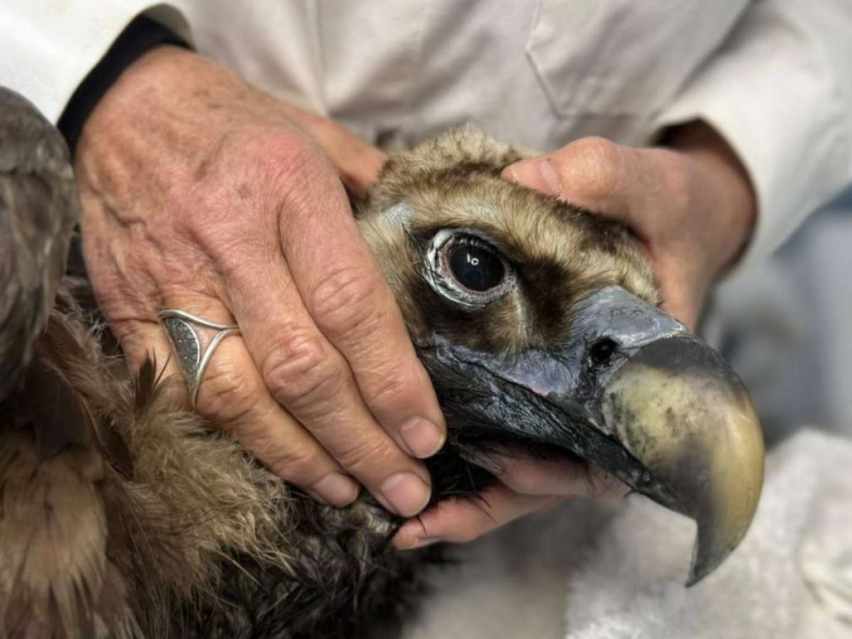 Ο μαυρόγυπας Ιωάννα επέστρεψε στο σπίτι του: μια νίκη της ζωής στο δάσος της Δαδιάς