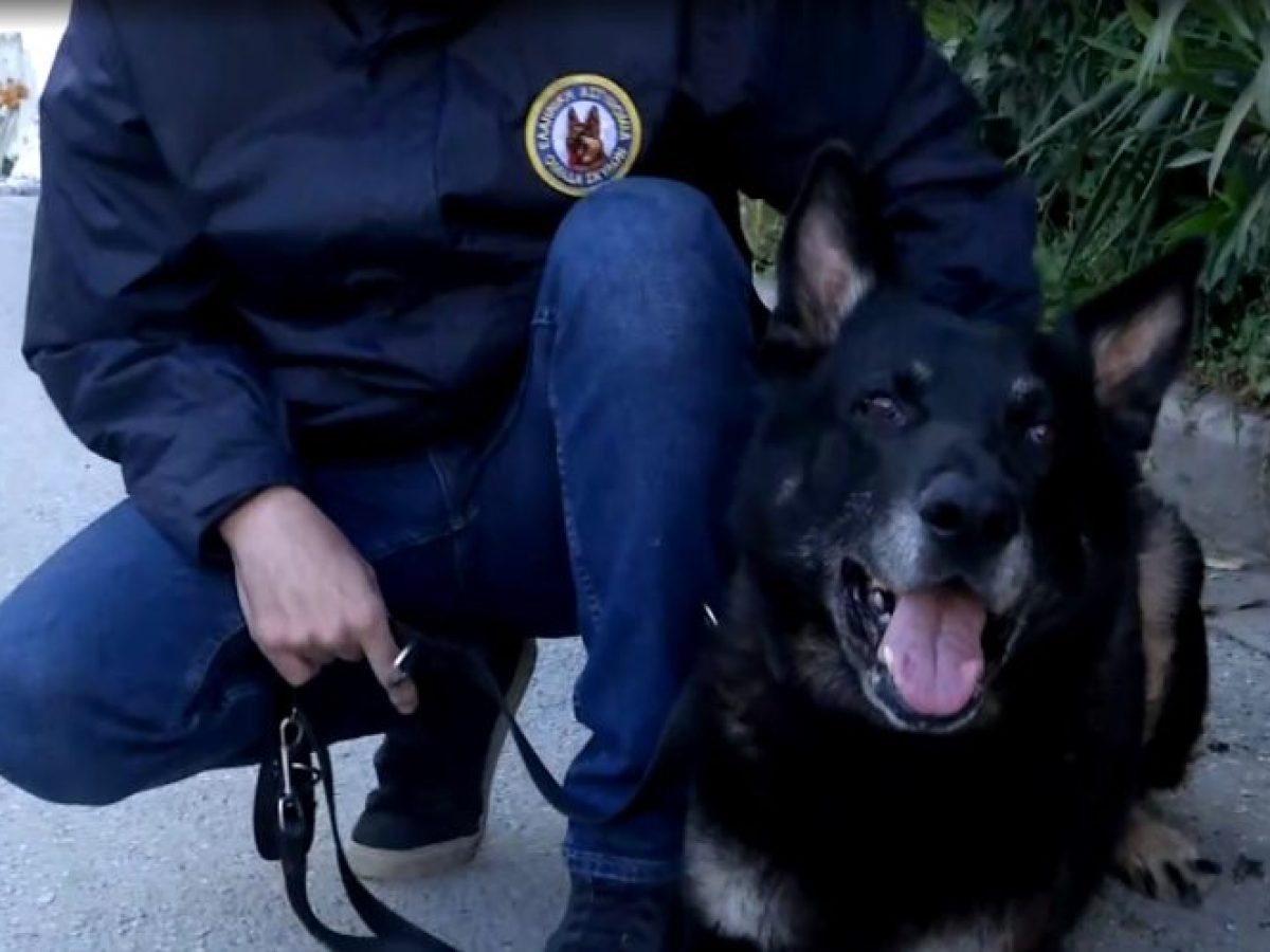 Ο Ακύλας “ξετρύπωσε” τα ναρκωτικά και οδήγησε στη σύλληψη του εμπόρου