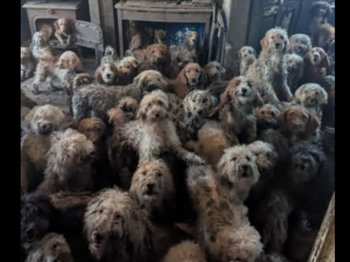 Όχι, δεν είναι προϊόν ΑΙ – 250 σκυλιά σε ακίνητο στη Βρετανία