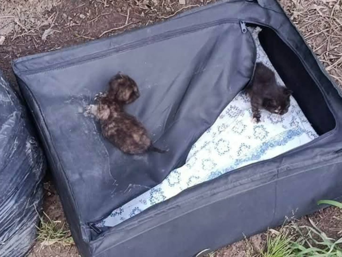 Οργή: Άφησαν νεογέννητα γατάκια μέσα σε βαλίτσα, κοντά στο νεκροταφείο Ραφήνας