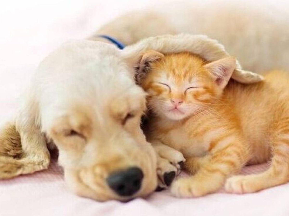 Παγκόσμια ημέρα αδέσποτων ζώων σήμερα, ας γίνουμε η φωνή τους…