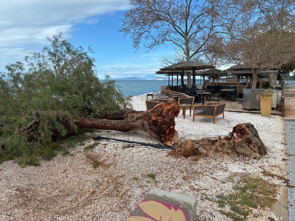 Πάνω από 30 δέντρα έπεσαν σε Βάρη Βούλα Βουλιαγμένη