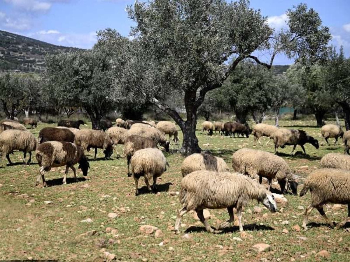 Παρατείνονται τα προληπτικά μέτρα για την ευλογιά των αιγοπροβάτων στην Κρήτη