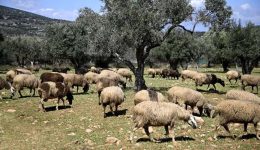 paratinonte-ta-proliptika-metra-gia-1