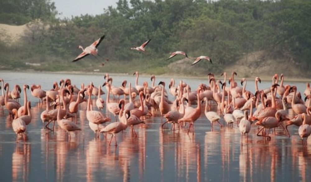 paros-entiposiaka-polichroma-flamingko-me