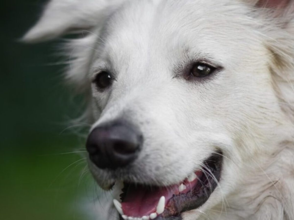 Πασχαλινό bazaar από το Therapy Dogs