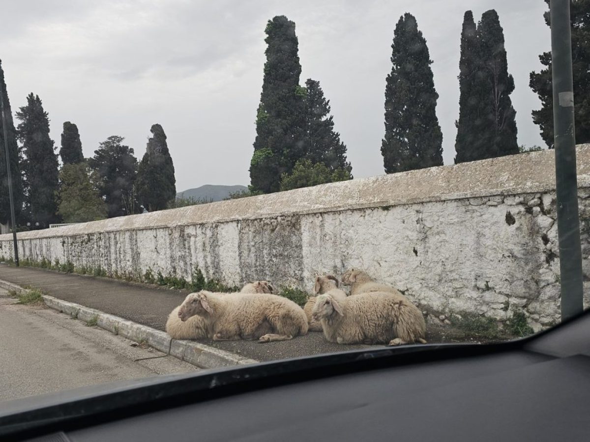 Πέντε πρόβατα έξω από το κοιμητήριο Λευκάδας – Τα αναζητεί κανείς;