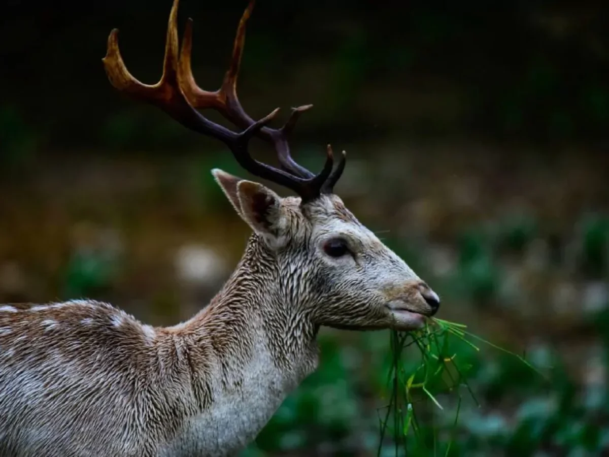 Πύργος: Τροχαίο με …ελάφι