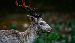 pirgos-trocheo-me-…elafi