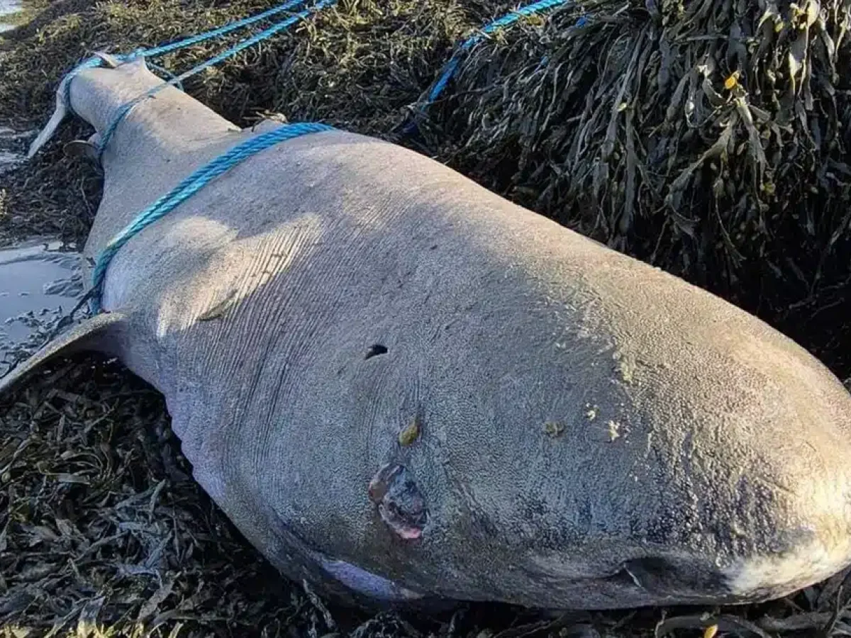 «Πολύ σπάνιος» καρχαρίας που ζει έως 500 χρόνια ξεβράστηκε σε παραλία