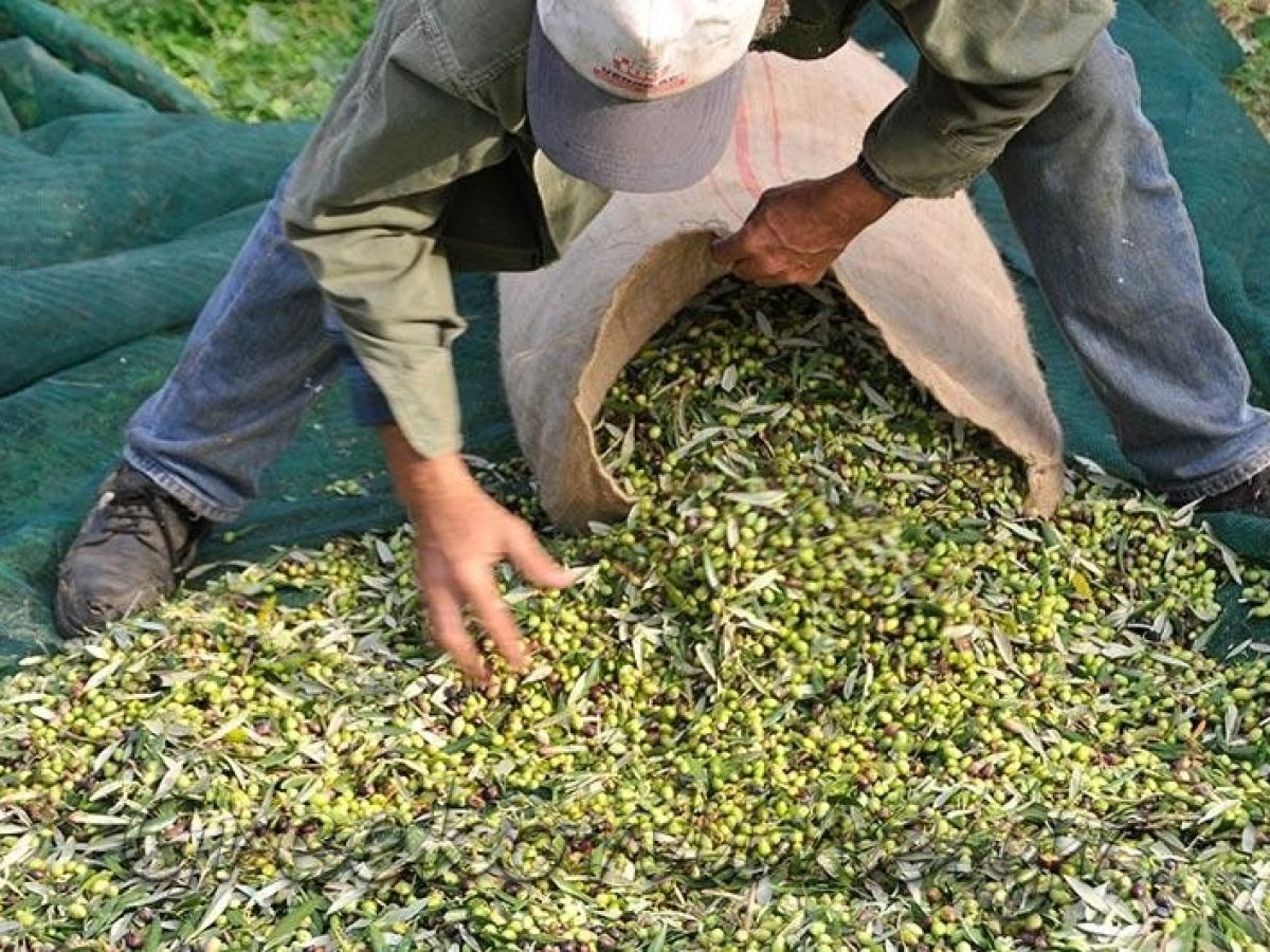 Πραγματοποιήθηκαν εκλογές στον Αγροκτηνοτροφικό Σύλλογο Ρόδου