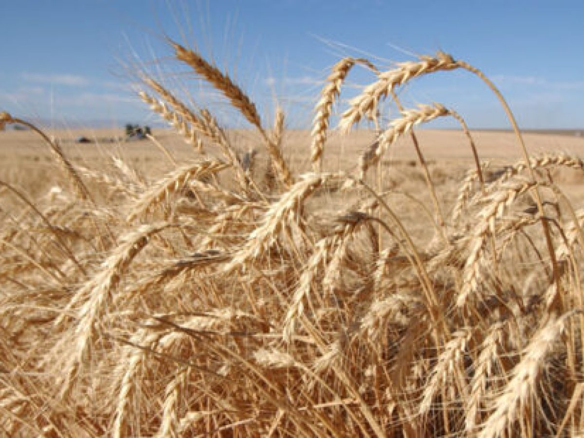 Πρόγραμμα παρακολούθησης ασθενειών στα σιτηρά στα Γρεβενά – Έκκληση για επαγρύπνηση των αγροτών