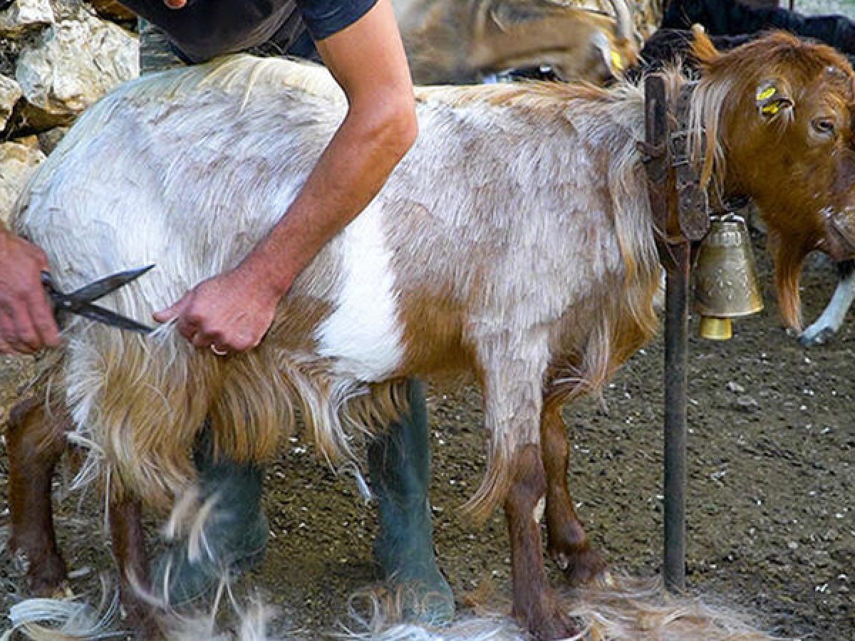 Προσοχή συστήνουν οι κτηνίατροι για την κουρά των ζώων