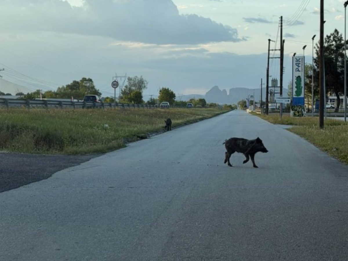 ΠΡΟΣΟΧΗ! Αγριογούρουνα βγήκαν στην ε.ο. Τρικάλων-Καλαμπάκας (Φώτο)