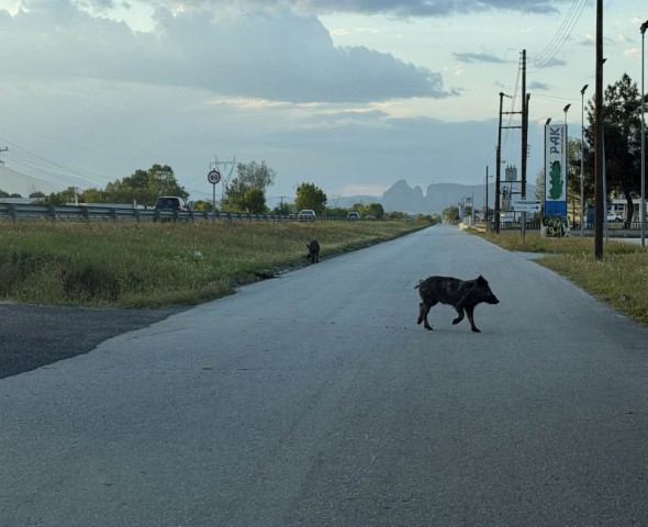 prosochi-Αgriogourouna-vgikan-stin-e.o