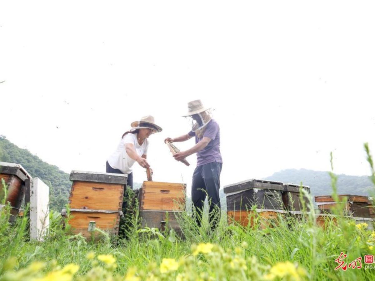 Προθεσμίες για συμμετοχή σε παρεμβάσεις Μελισσοκομίας για το έτος ενίσχυσης 2026