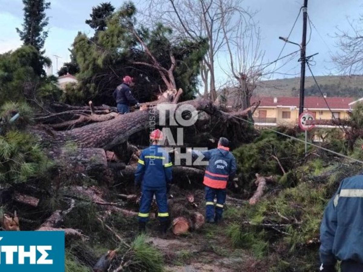 Πτώση τεράστιου πεύκου στην περιοχή της Ταξιαρχίας