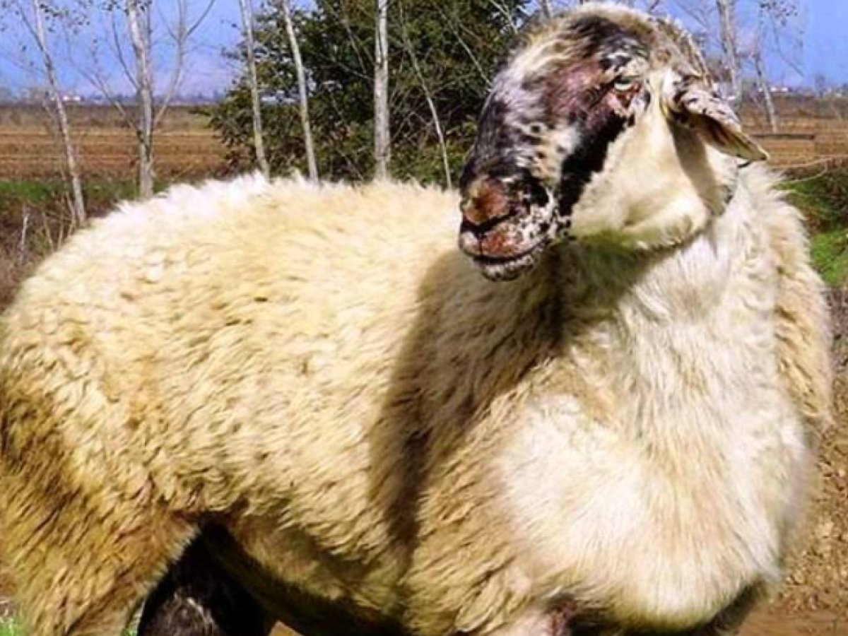 Πτώση τζίρου στα αμνοερίφια φέτος το Πάσχα