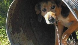 rodopi-sinelifthi-gineka-gia-mi-1