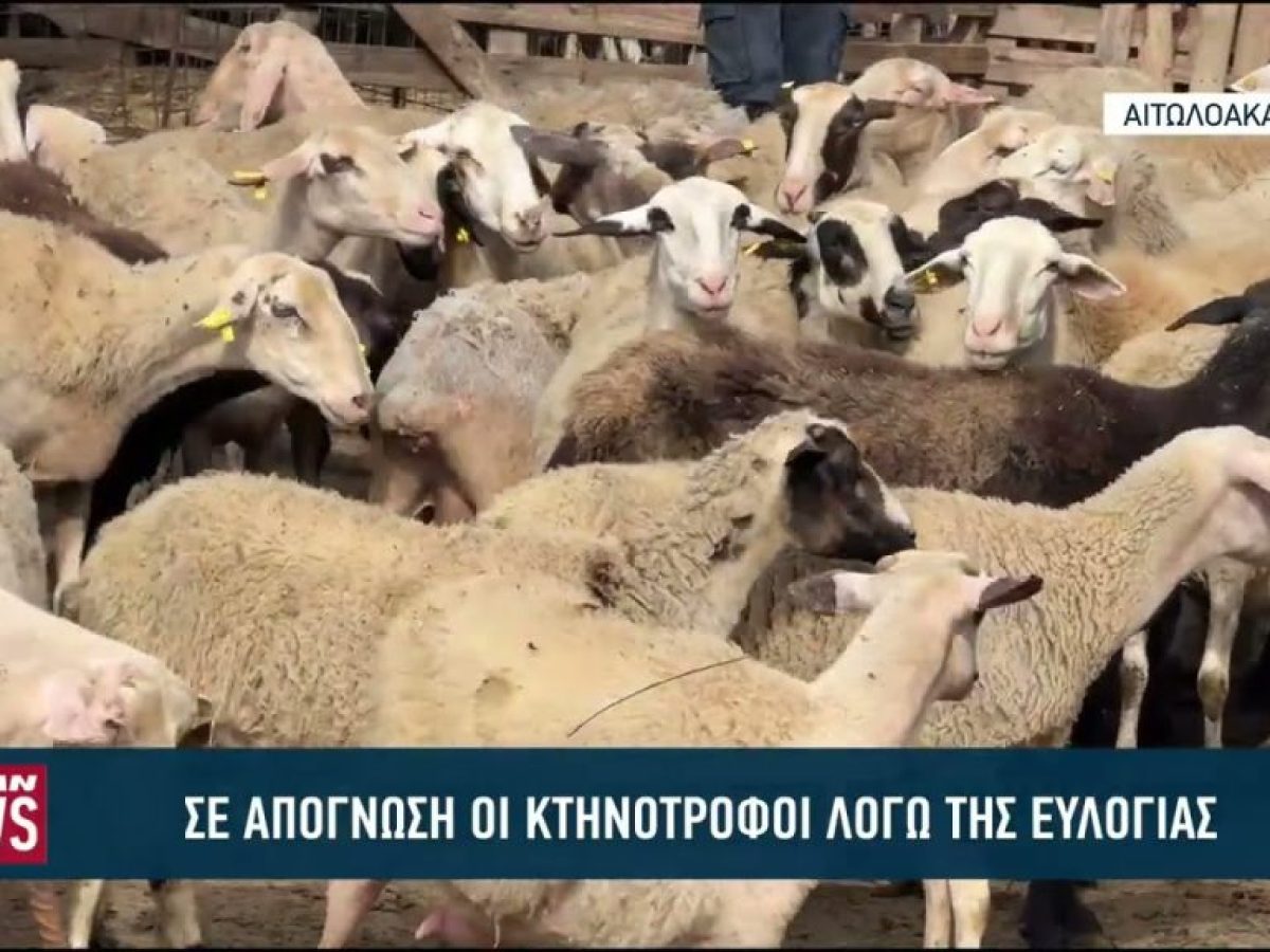 Σε απόγνωση οι κτηνοτρόφοι λόγω της Ευλογιάς