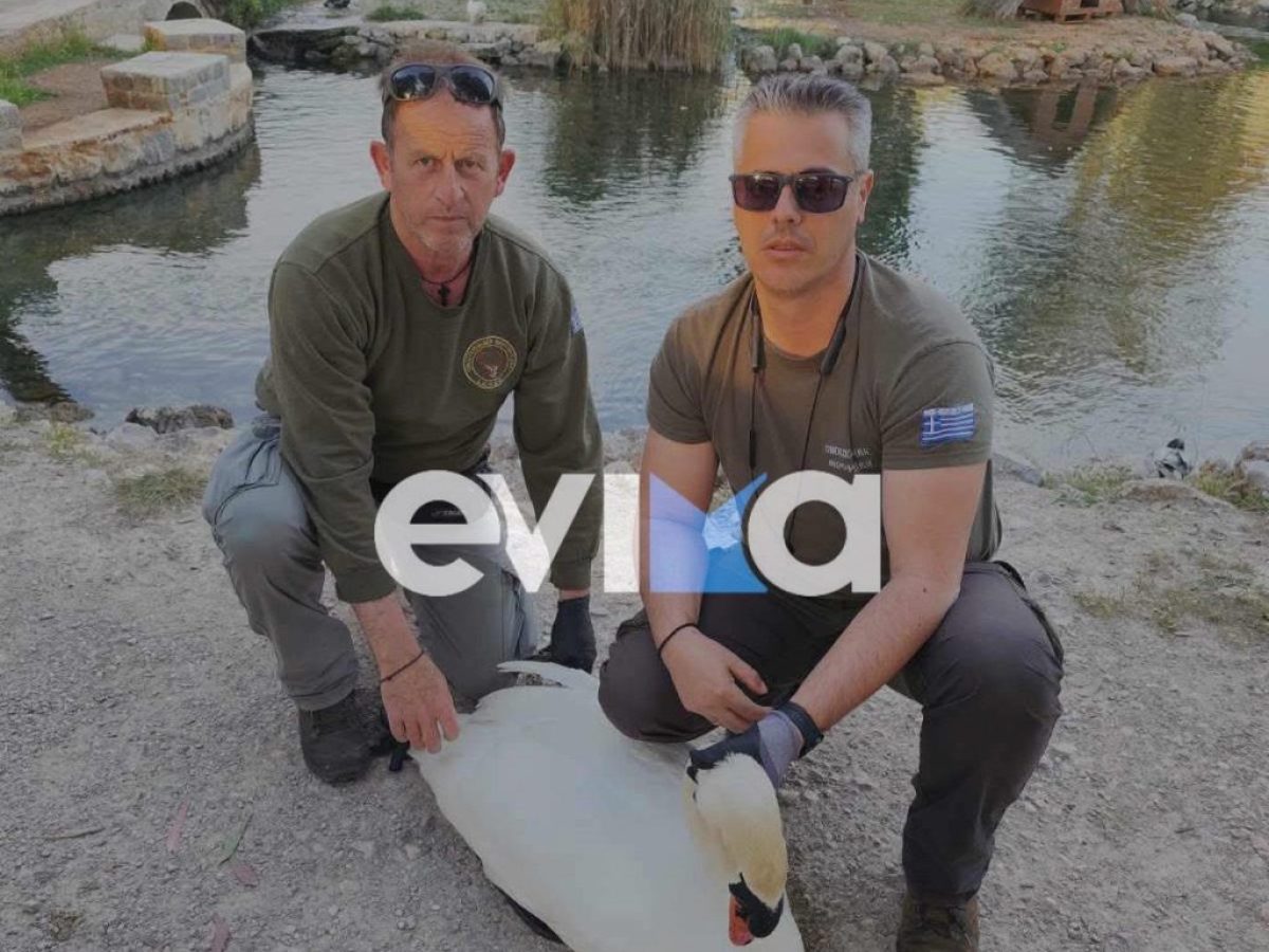 Συγκλονιστική διάσωση κύκνου στη Χαλκίδα: Σωτήρια επέμβαση από θηροφύλακες