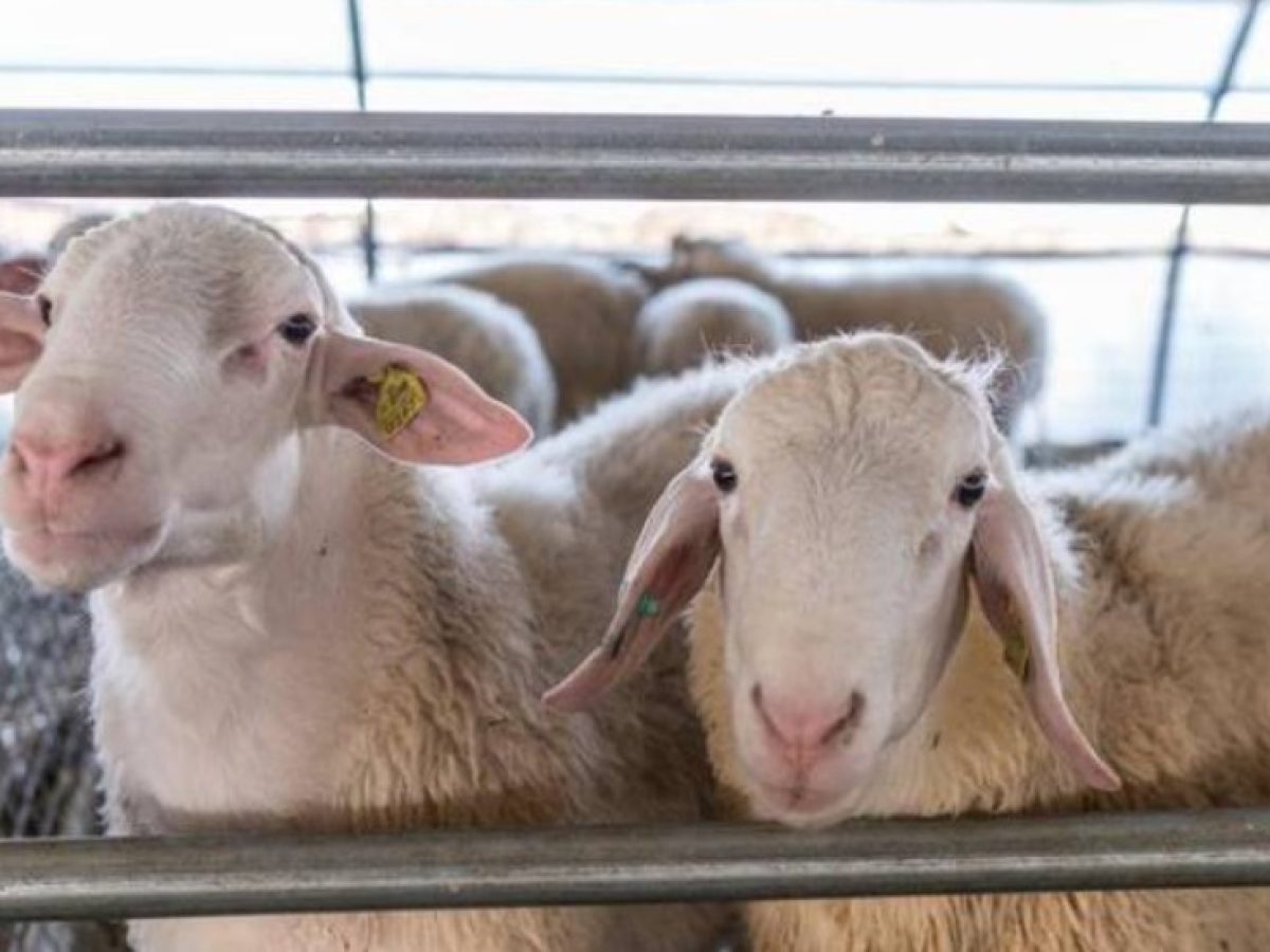 Σύλληψη στη Λεπενού για παράνομη σφαγή αμνοεριφίων