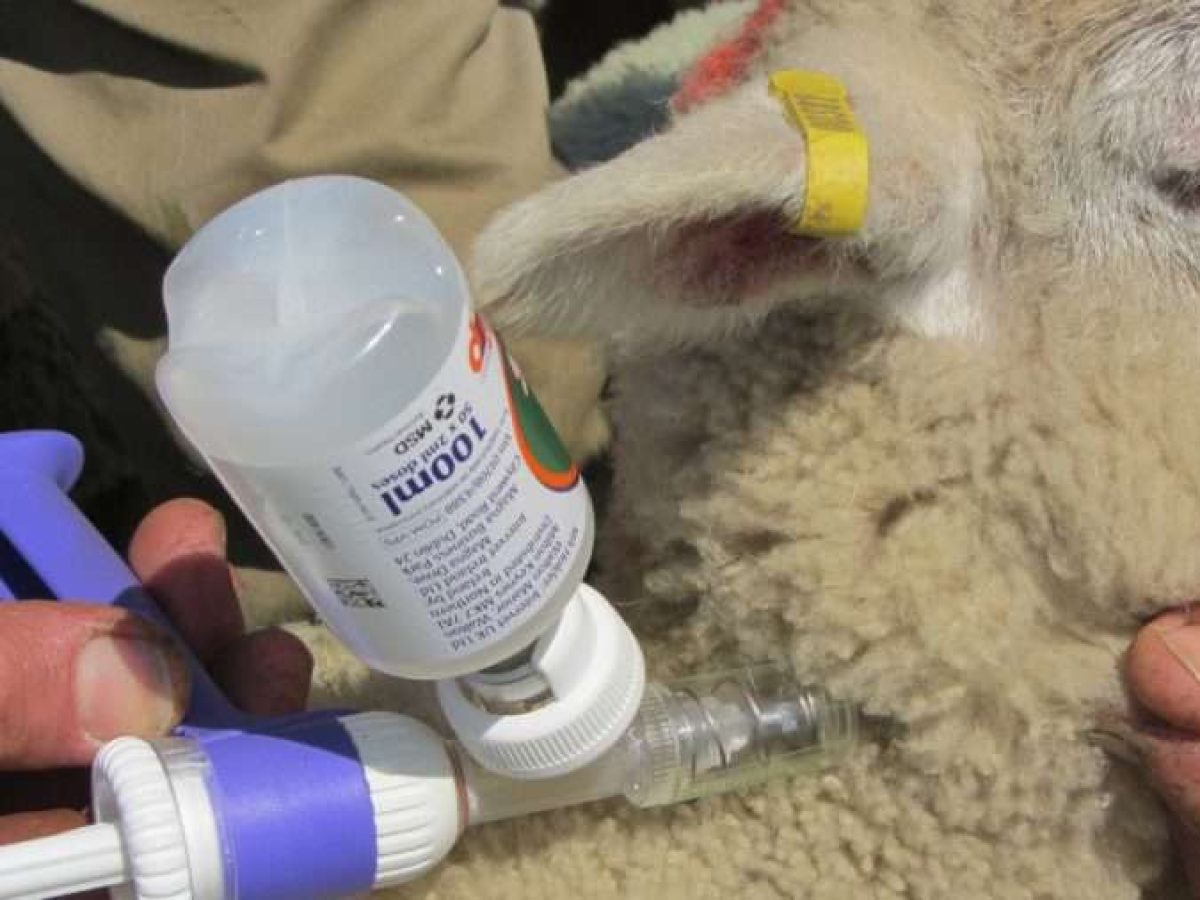 Σύλλογος Μεσοτοπιτών Λέσβου «Η Αναγέννηση»:Εμβολιασμό των ζώων και ΌΧΙ θανάτωση