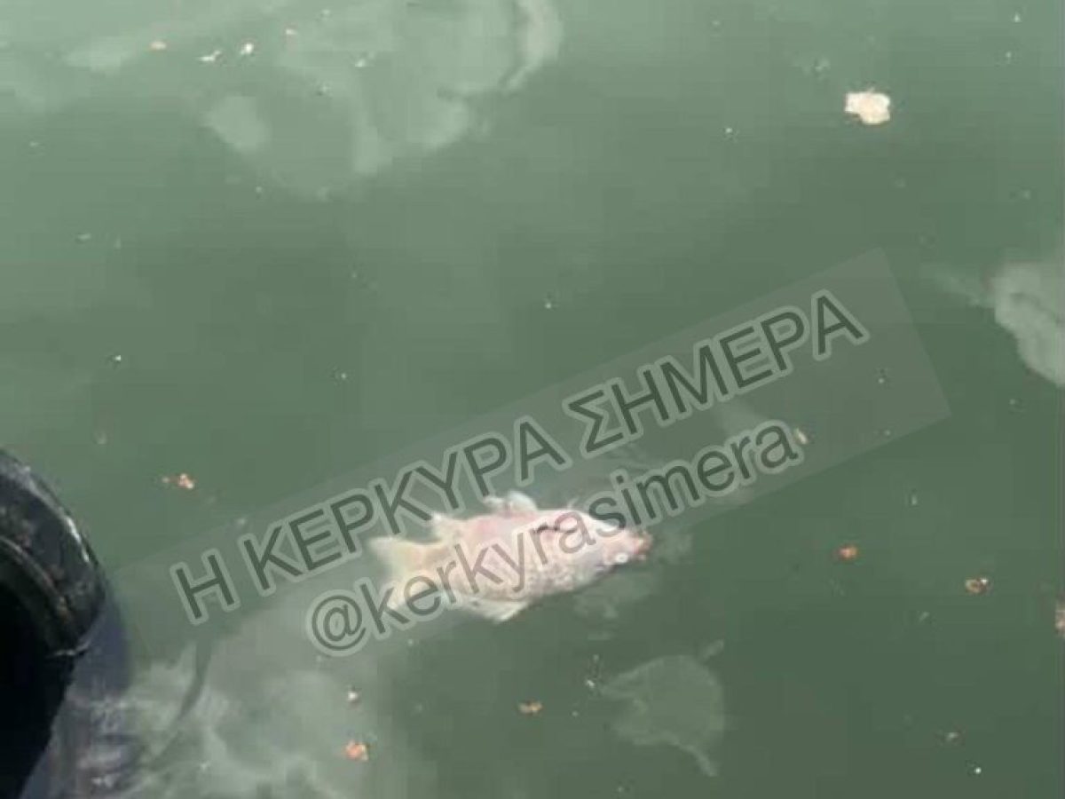 Συναγερμός και ανησυχία για τα νεκρά ψάρια στην Παμβώτιδα!