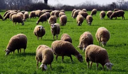 sinagermos-stin-kozani-&ndash;-pano