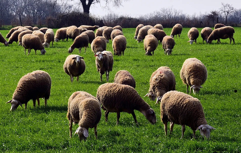 sinagermos-stin-kozani-&ndash;-pano